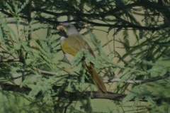 Embernagra platensis
