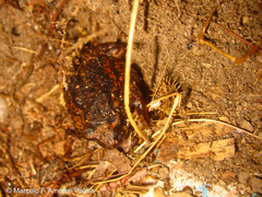 Pristimantis unistrigatus