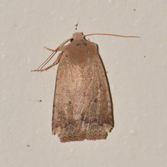 Sericaglaea signata
