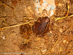 Pristimantis unistrigatus