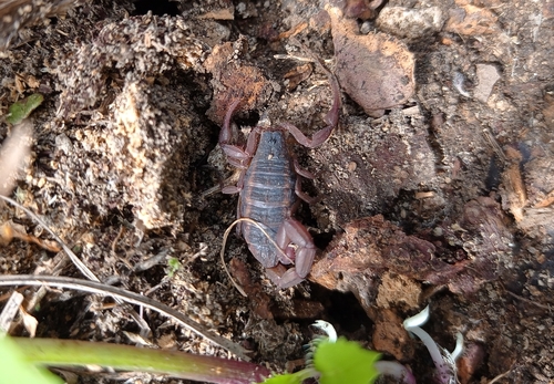 Nayarit Scorpion