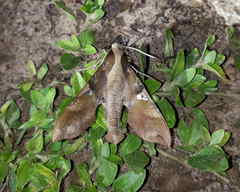 Callionima grisescens