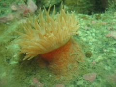 Stomphia coccinea