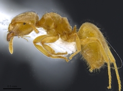 Lasius brevicornis