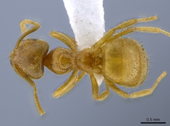 Lasius brevicornis