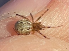 Anelosimus studiosus