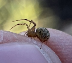 Anelosimus studiosus