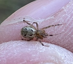 Anelosimus studiosus