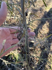 Anelosimus studiosus