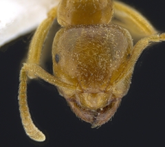 Lasius brevicornis