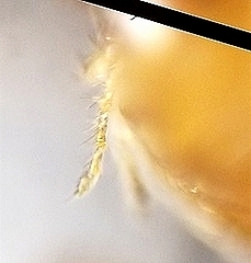 Lasius brevicornis