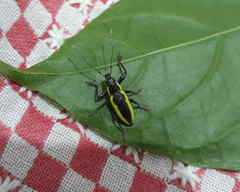 Naupactus tarsalis