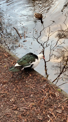 Cairina moschata domestica