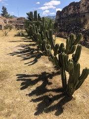 Myrtillocactus schenckii