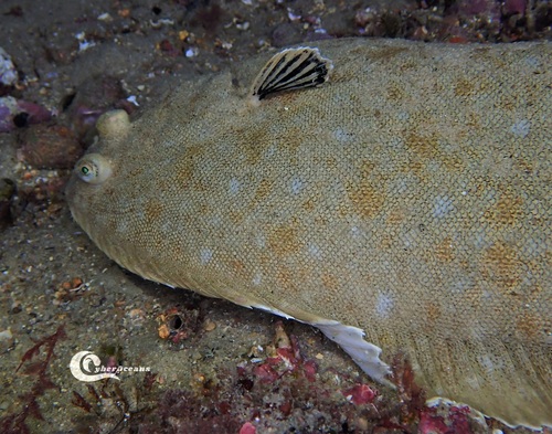 Senegalese Sole