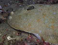 Solea senegalensis