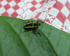 Naupactus tarsalis
