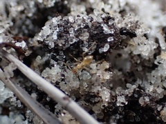 Nylanderia phantasma