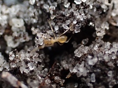 Nylanderia phantasma