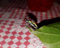 Naupactus tarsalis