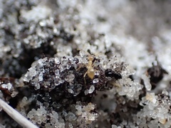 Nylanderia phantasma