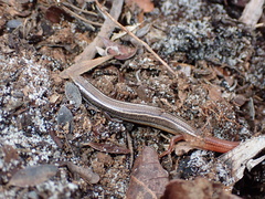 Plestiodon egregius