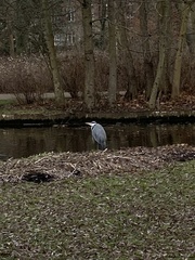 Ardea cinerea