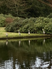 Ardea cinerea