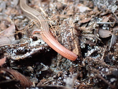 Plestiodon egregius