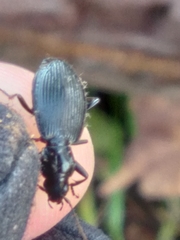 Platynus ovipennis