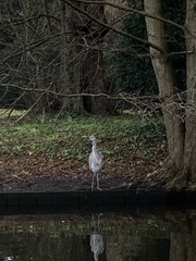 Ardea cinerea