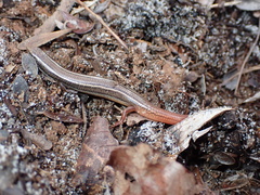 Plestiodon egregius