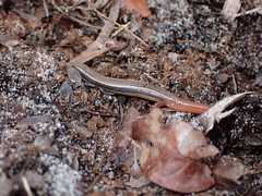 Plestiodon egregius
