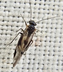Psocomorpha