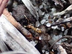 Nylanderia phantasma