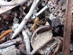 Nylanderia phantasma