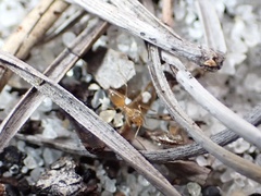 Nylanderia phantasma