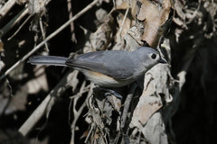Baeolophus bicolor