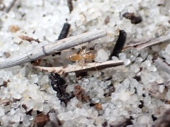 Nylanderia phantasma