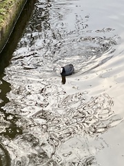 Fulica atra