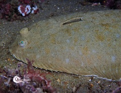 Solea senegalensis