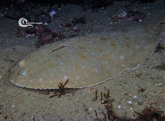 Solea senegalensis