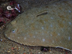 Solea senegalensis