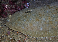 Solea senegalensis