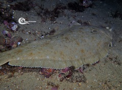 Solea senegalensis