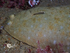 Solea senegalensis