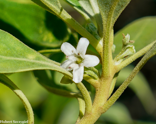 Myoporum stellatum