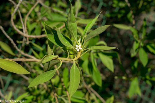 Myoporum stellatum