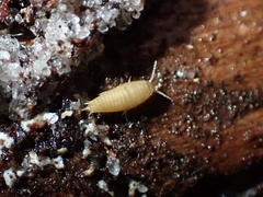 Atelurinae