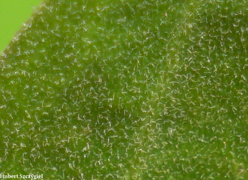 Myoporum stellatum